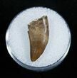 Nice Dromaeosaur/Raptor Tooth From Montana #2031-1